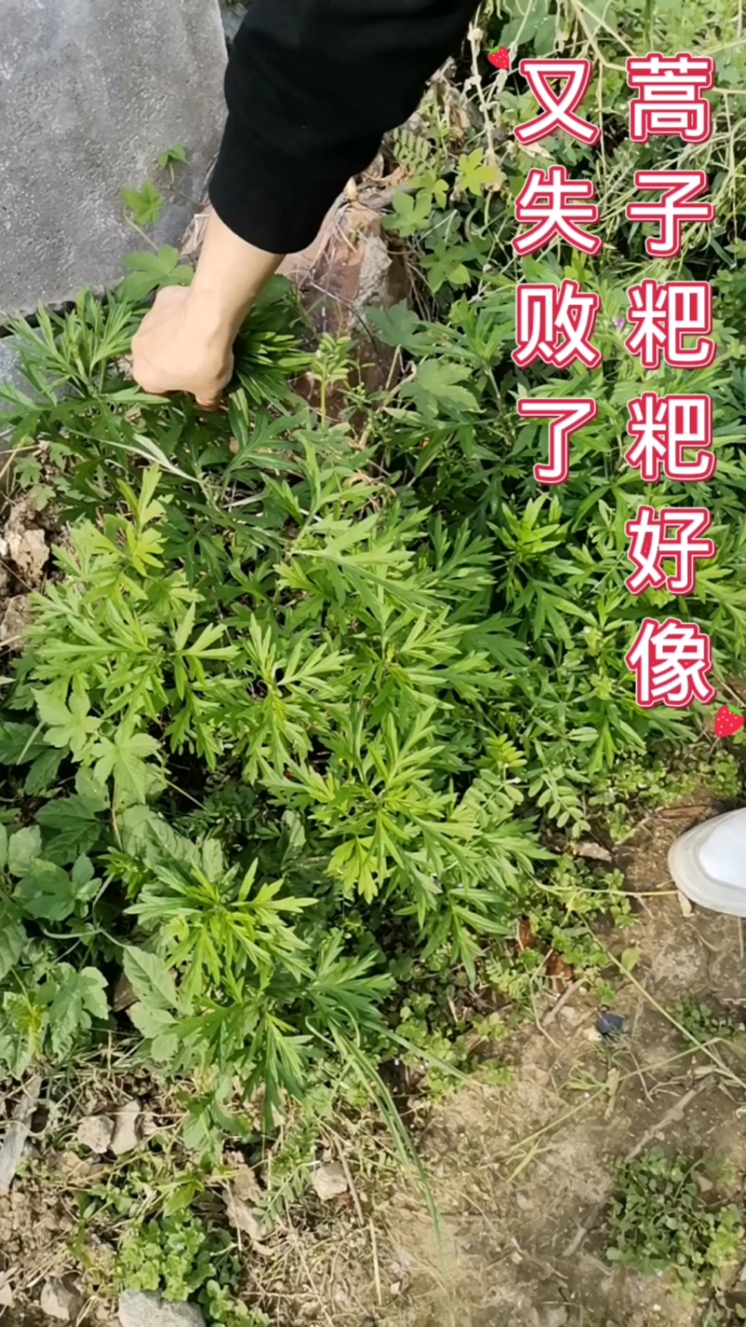 自己试一次做蒿子粑粑,果然不太成功