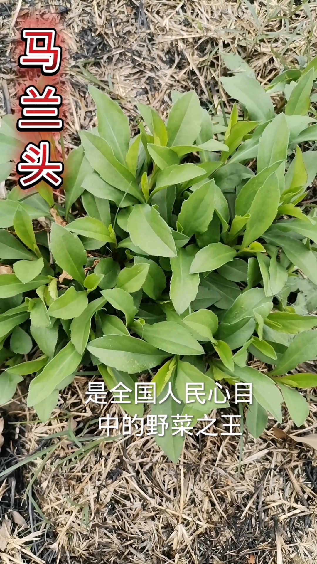  马兰头,江南人心里的野菜之王,你喜欢怎么吃?