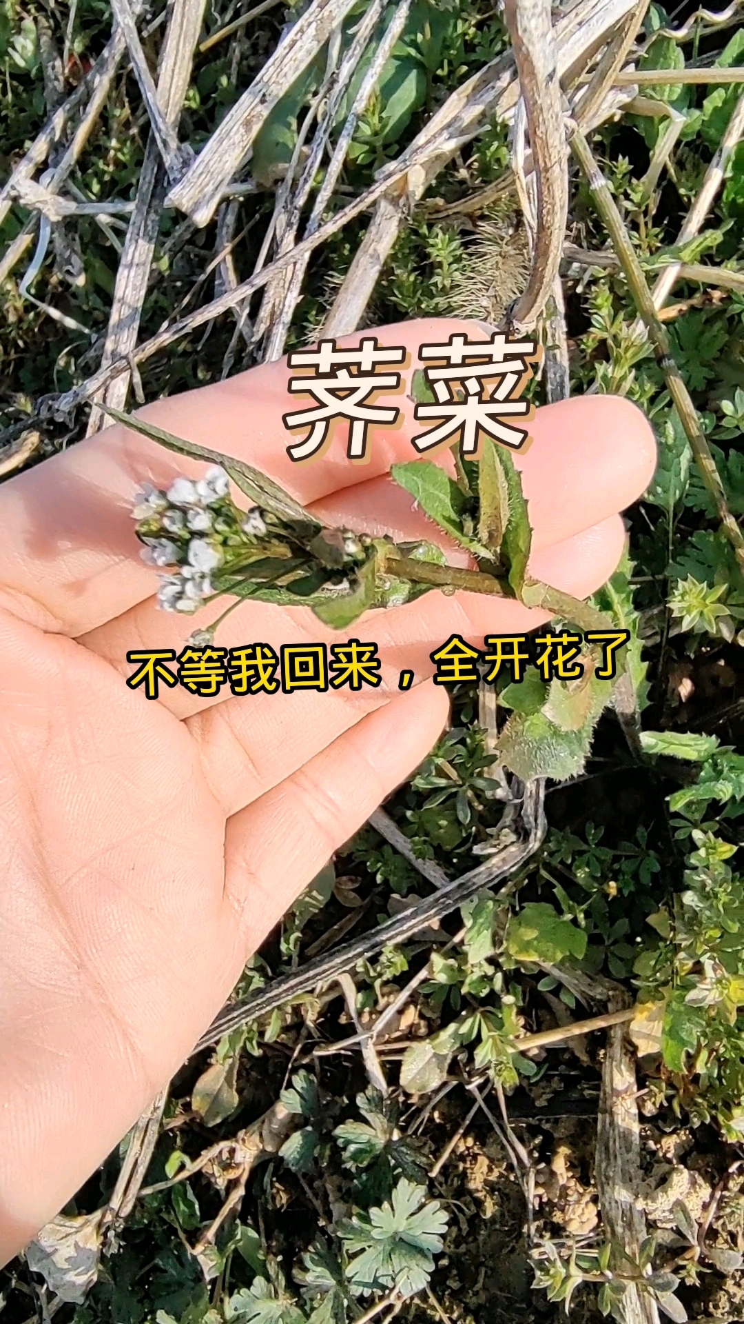 荠菜全开花了,还能吃吗?
