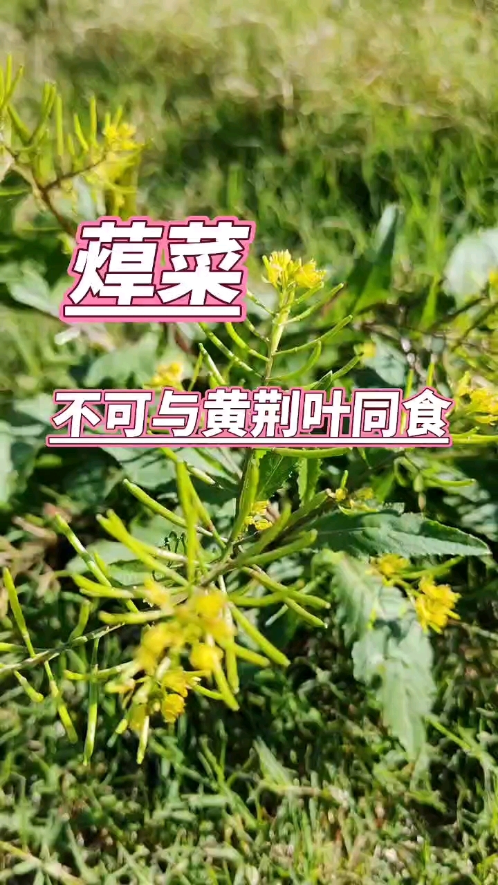 你吃过蔊菜吗?从春天研究到冬天,也没吃上