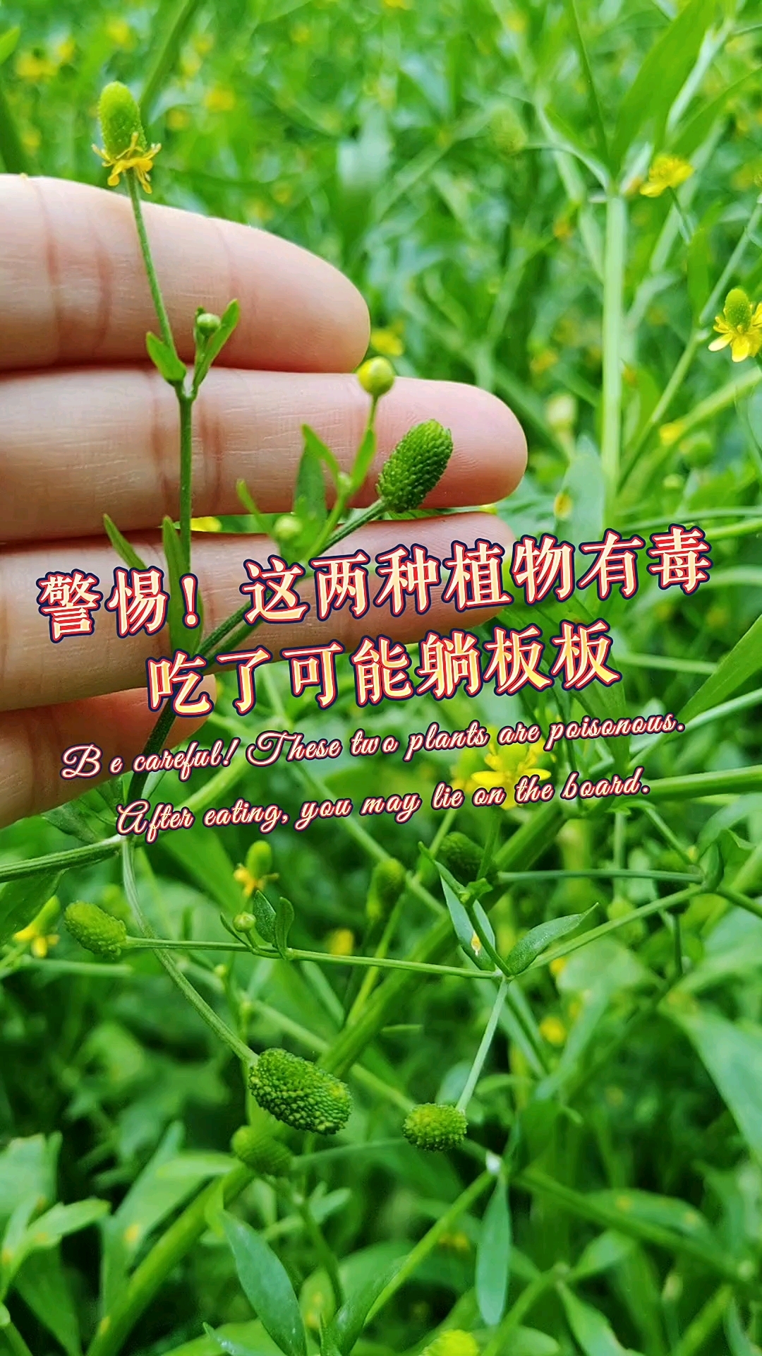 野菜爱好者要注意避开的两种有毒植物