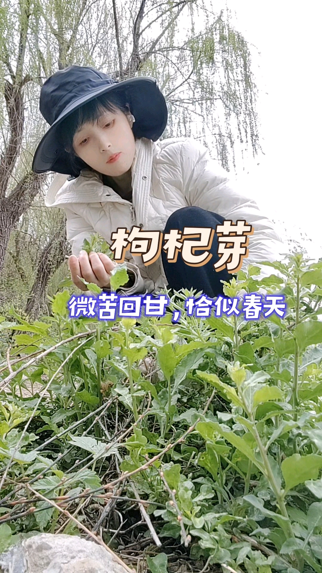 挖野菜的快乐,谁懂啊?这枸杞芽真香!