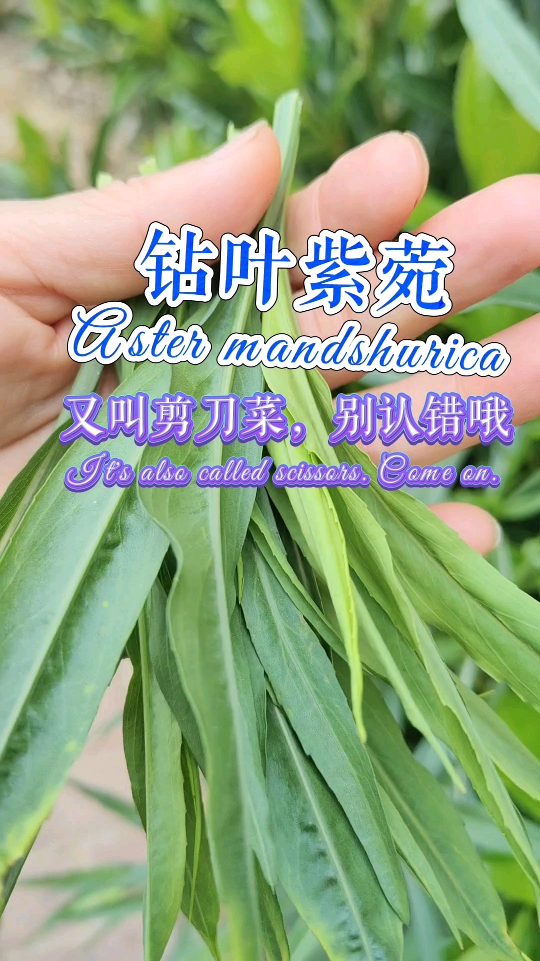钻叶紫菀,夏天也有野菜吃,这下不怕了