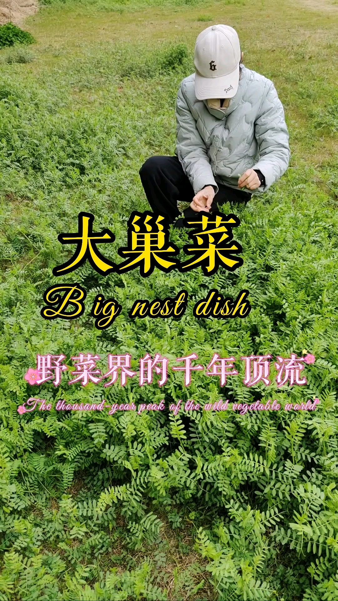  我觉得大巢菜的口感比小巢菜那种草的感觉轻一些