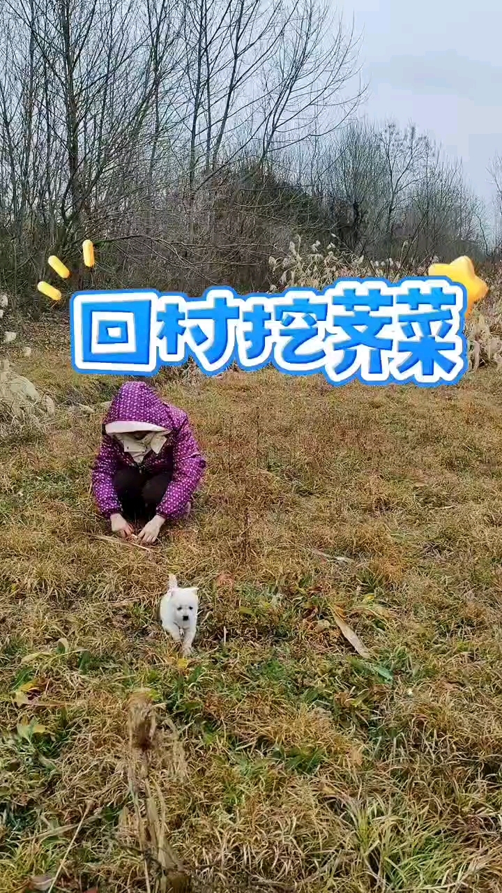 回村挖荠菜了