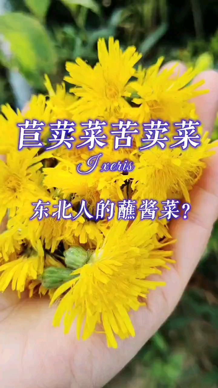 苣荬菜和苦荬菜真能做蘸酱菜吗？