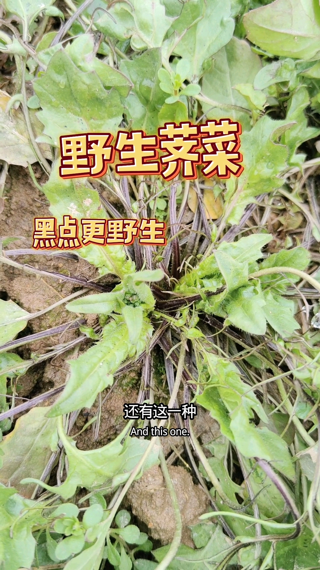 野生荠菜标准的小模样就是这样的