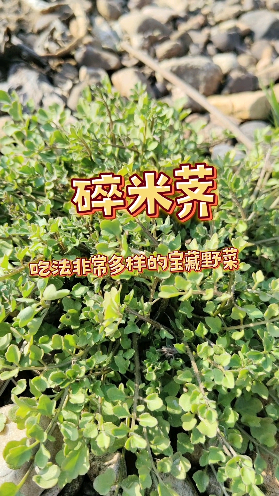 碎米荠细品还有雪菜的口感,你们试过没有?