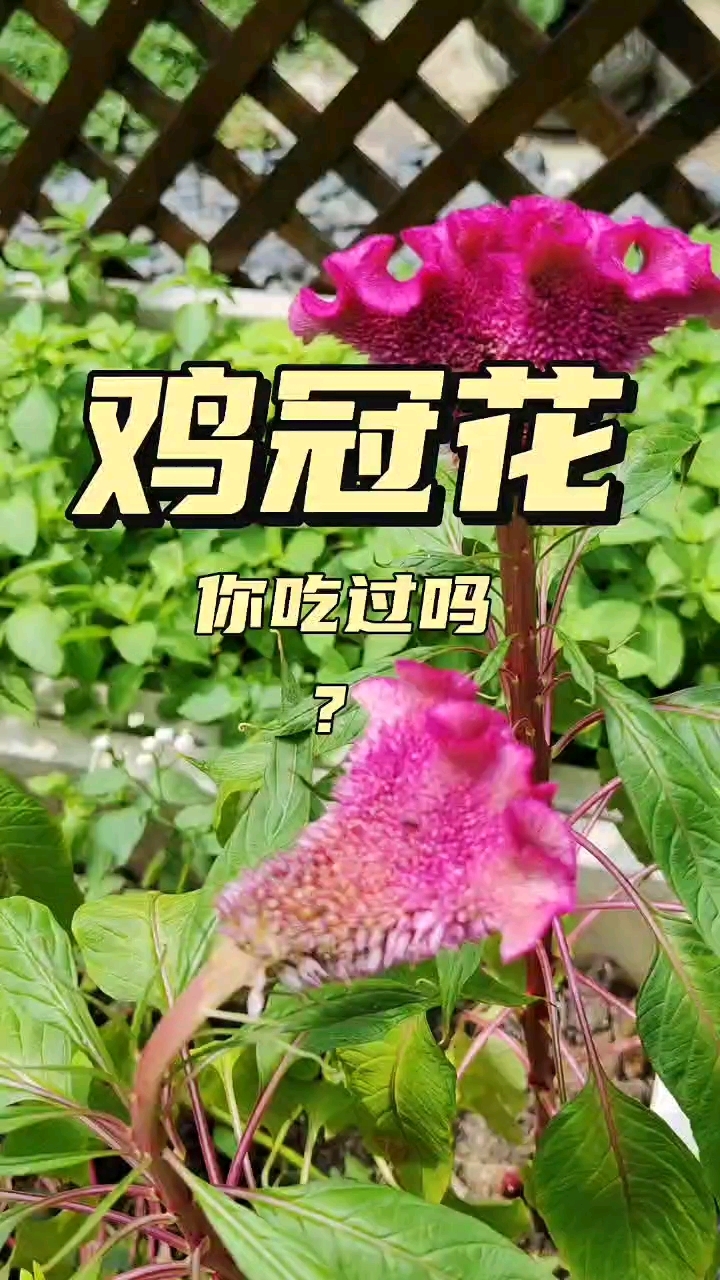 你吃过鸡冠花炒菜吗?我突然想尝尝