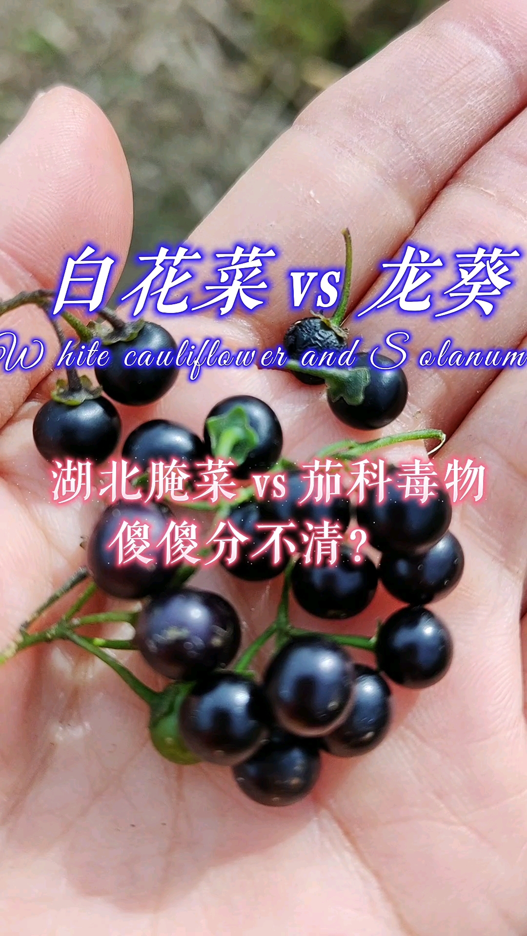龙葵分布比较广，但是白花菜，湖北以外的朋友就不一定知道了