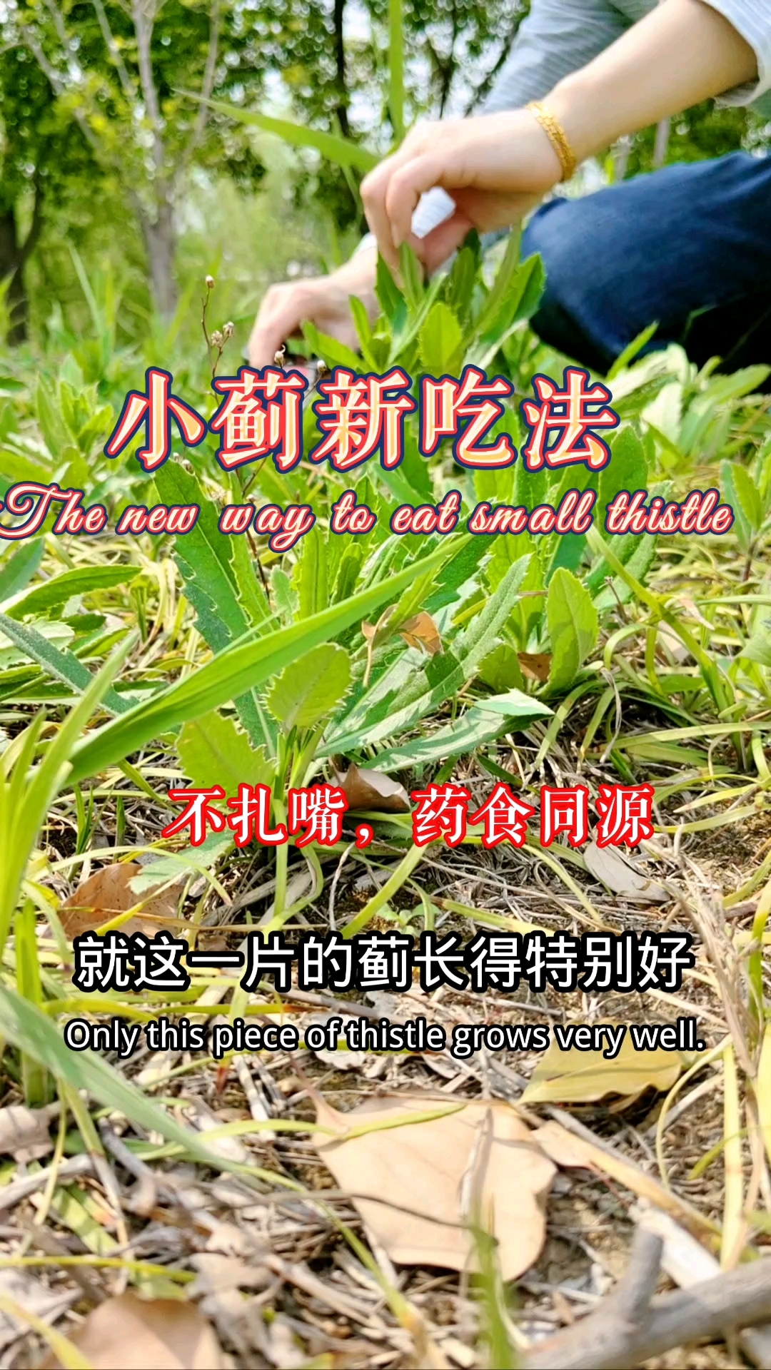 小蓟刺儿菜不扎嘴的吃法,你试试看