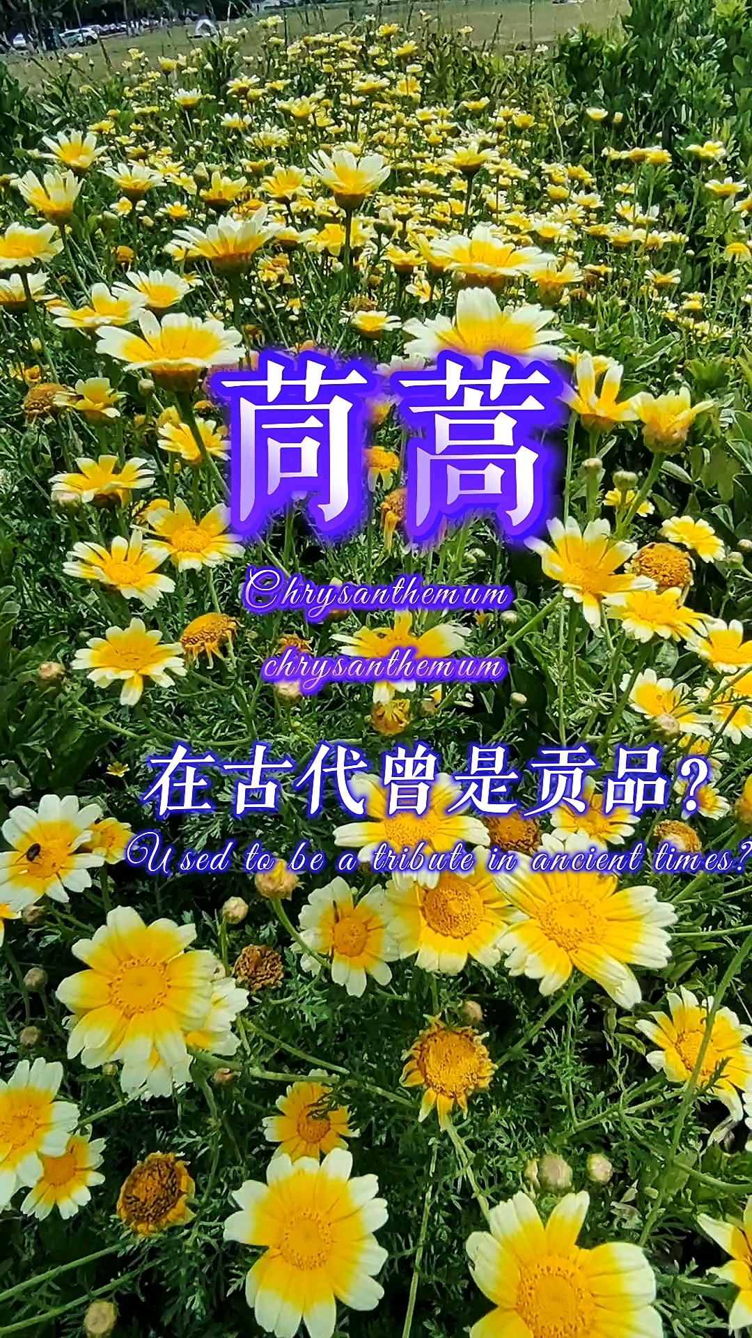 茼蒿是原来的皇帝菜,你见过它开花吗?
