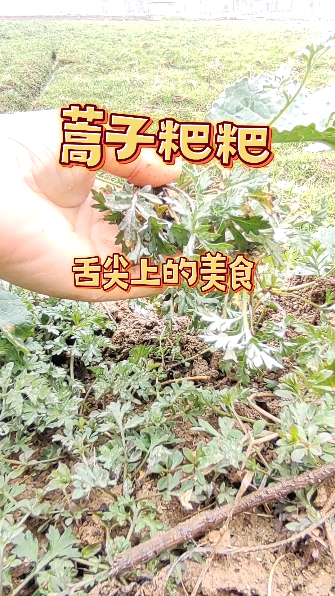 舌头上的美食：蒿子粑粑