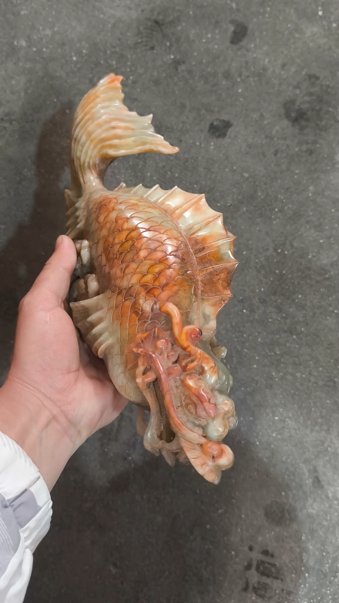 一个大龙鱼非常漂亮。