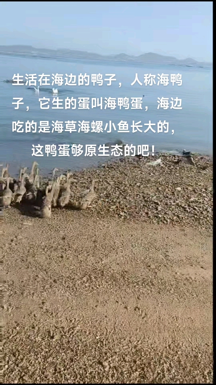 海边的生态海边的海鸭子