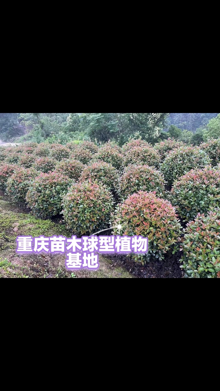 重庆灌木树苗红继木金叶女贞红叶石楠黄杨菖蒲珊瑚