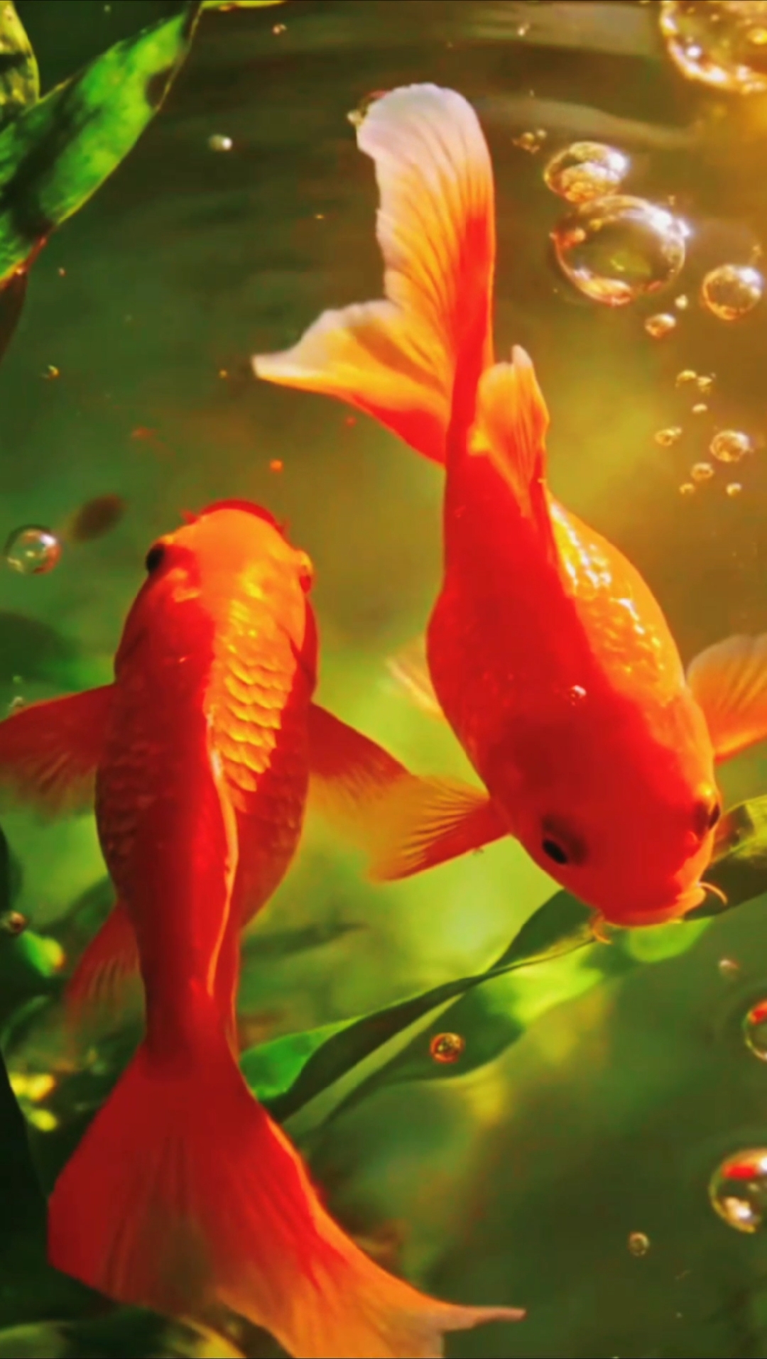 红鳞戏水,福满人间,三餐四季,皆德圆满!