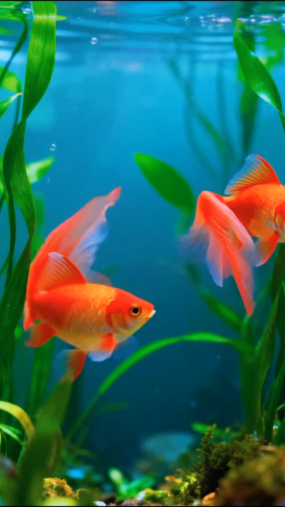 红鳞戏水,福运绵长。