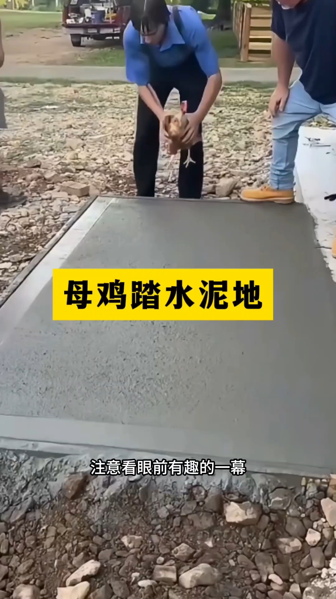 新铺水泥地留下完整鸡脚印