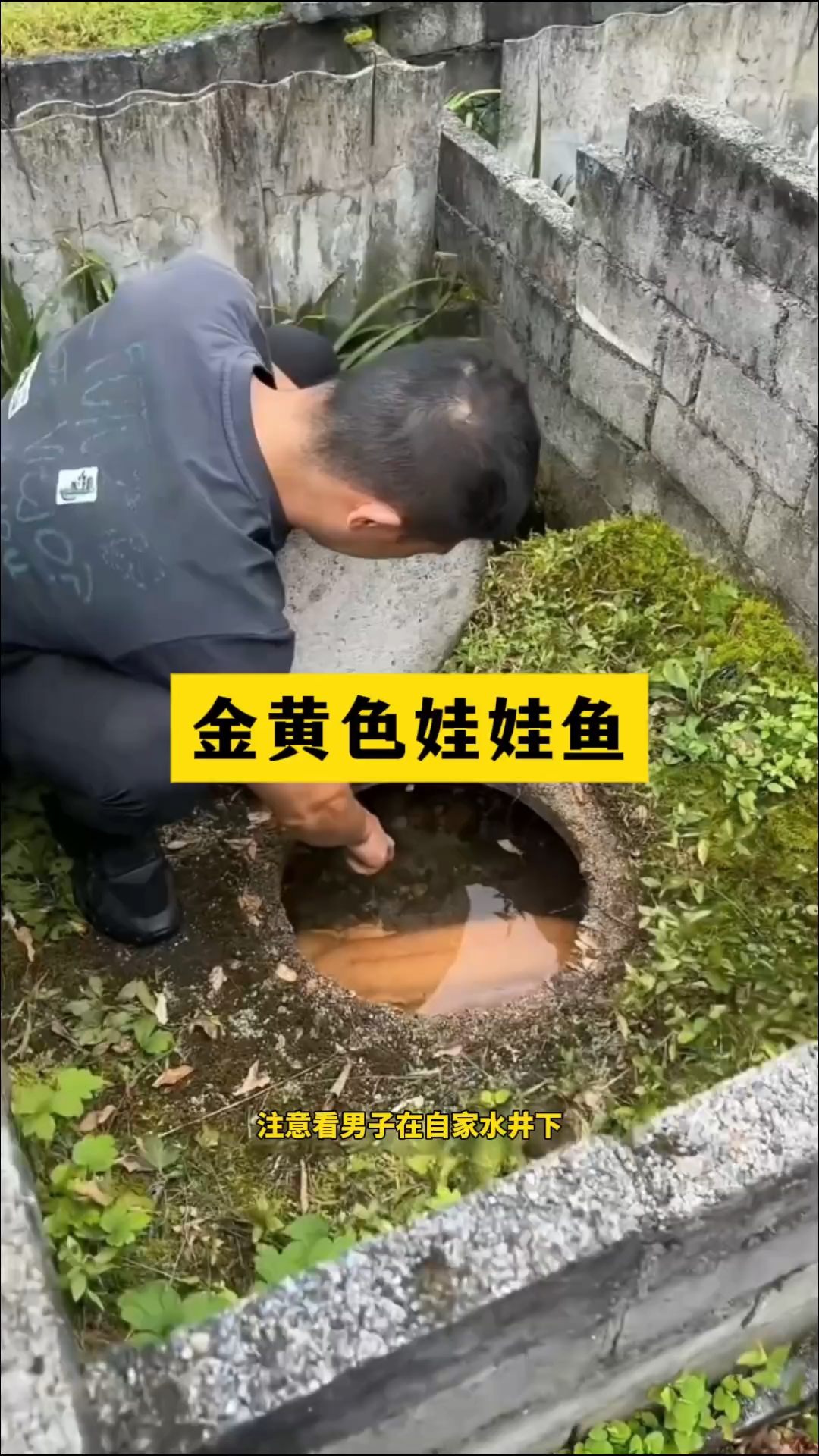 非常罕见的金黄色娃娃鱼