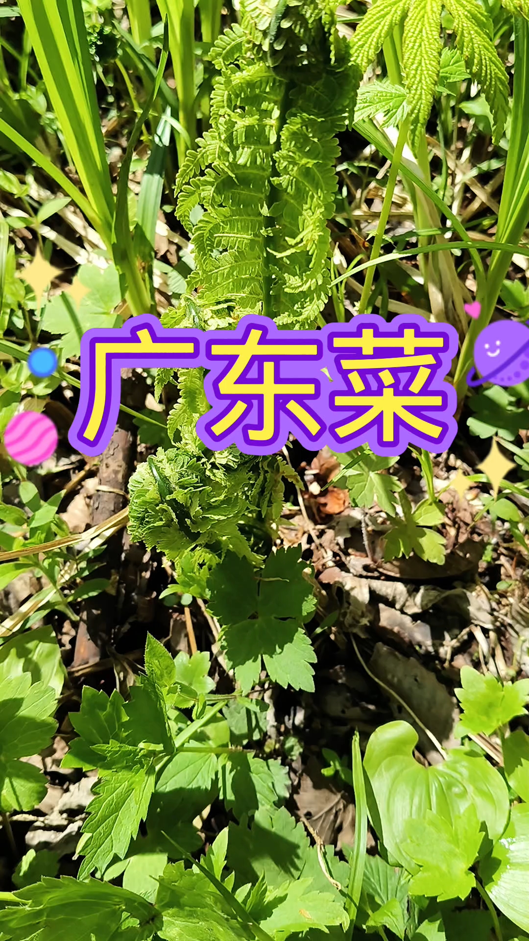 又到采山菜的季节了 ,新农人,服务三农