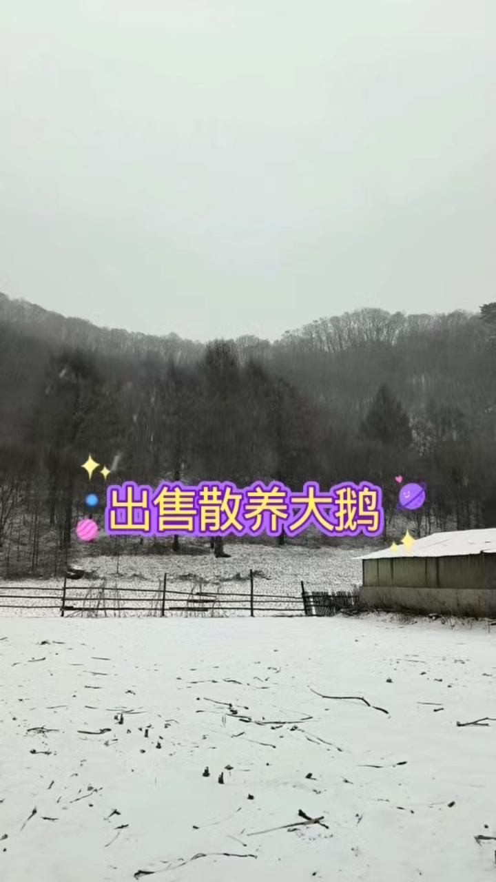 散养大鹅,雪地悠然,自然之味,鲜美如初。