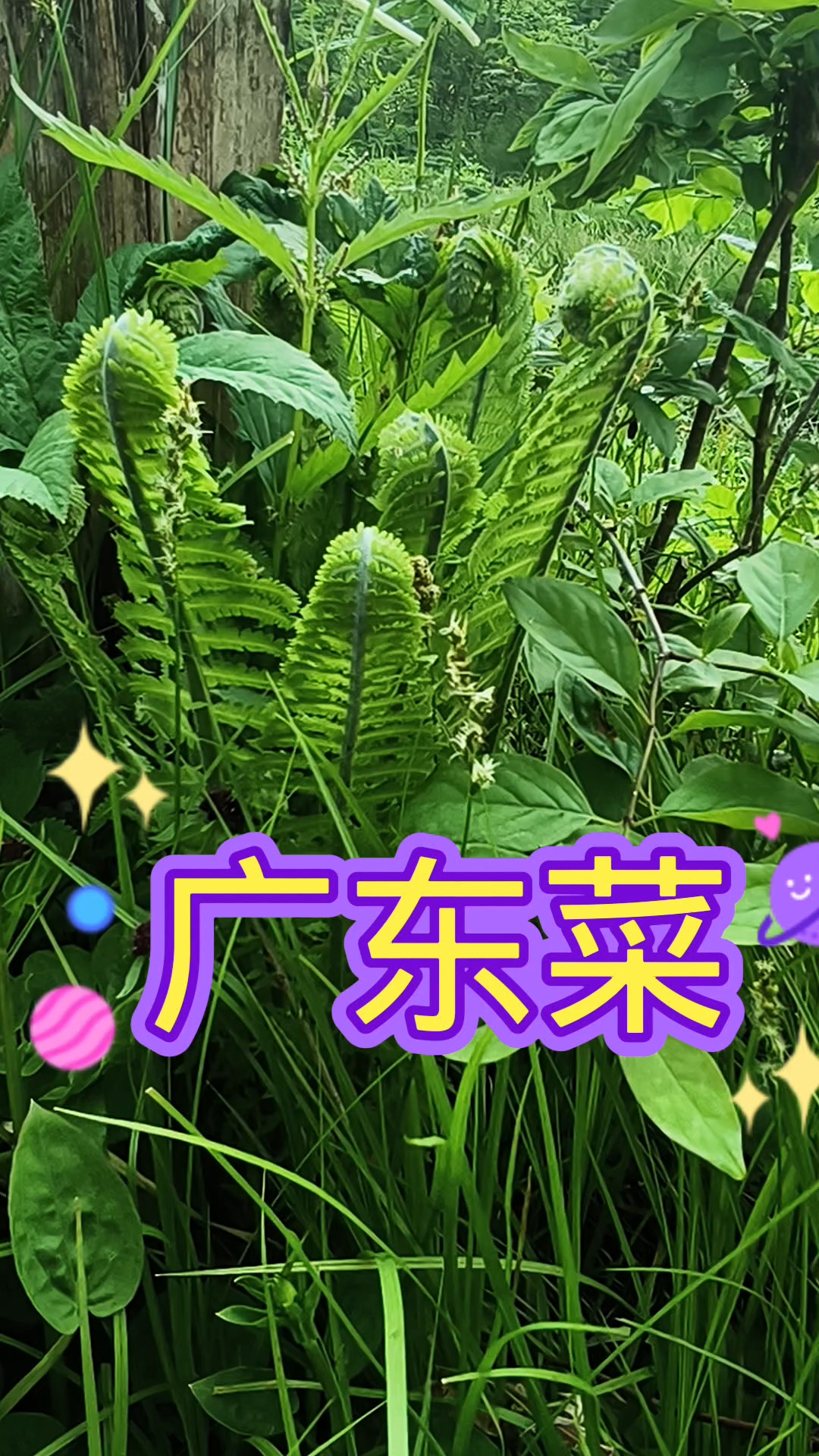 黄瓜香又称广东菜 ,它具有黄瓜的清香味, #山野菜 #大自然