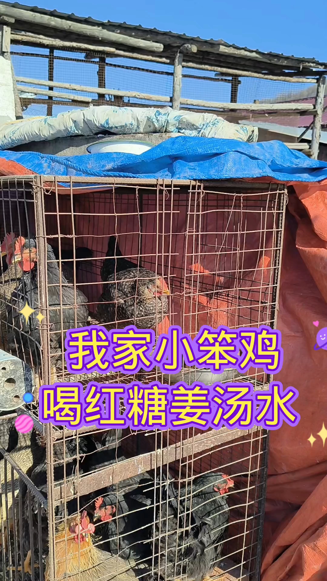 #农村散养小笨鸡 #农村生活 #溜达鸡 #三农 