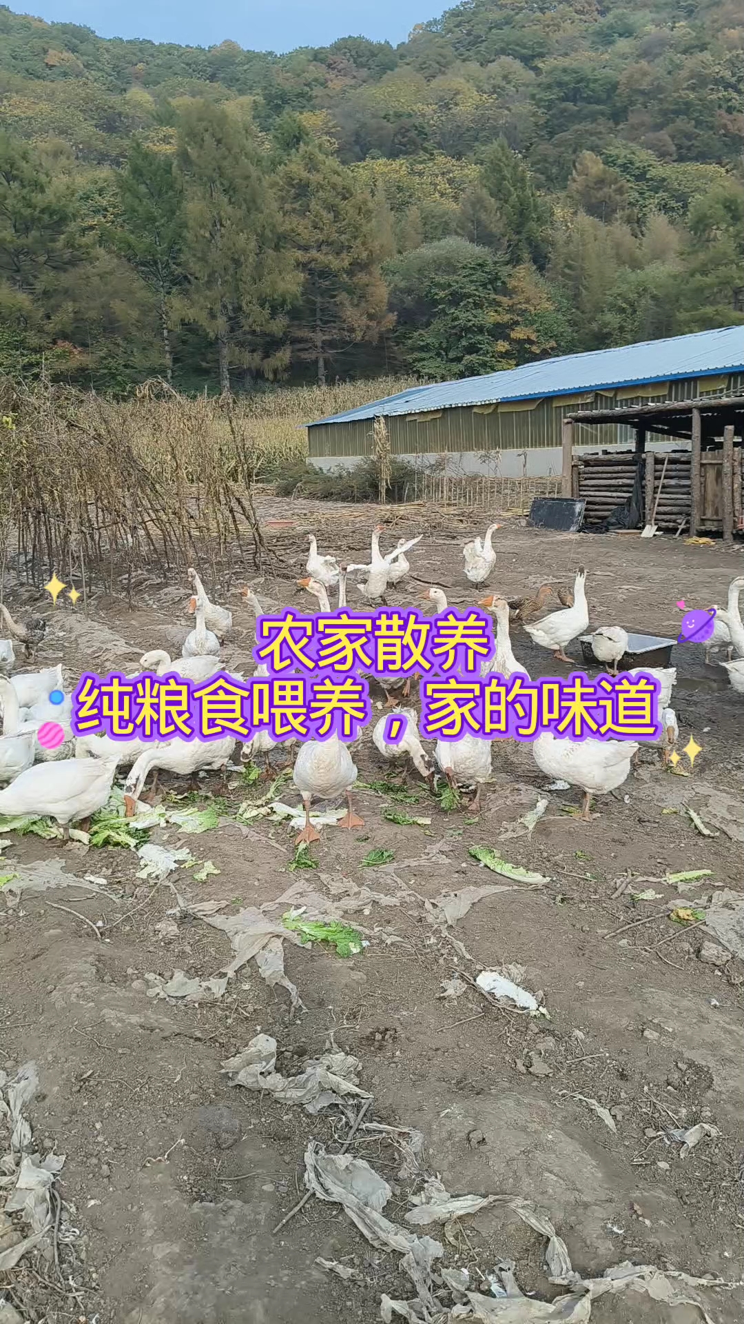 散养土鹅，纯粮食喂养，找回家的味道。二道河子的田园生活，
