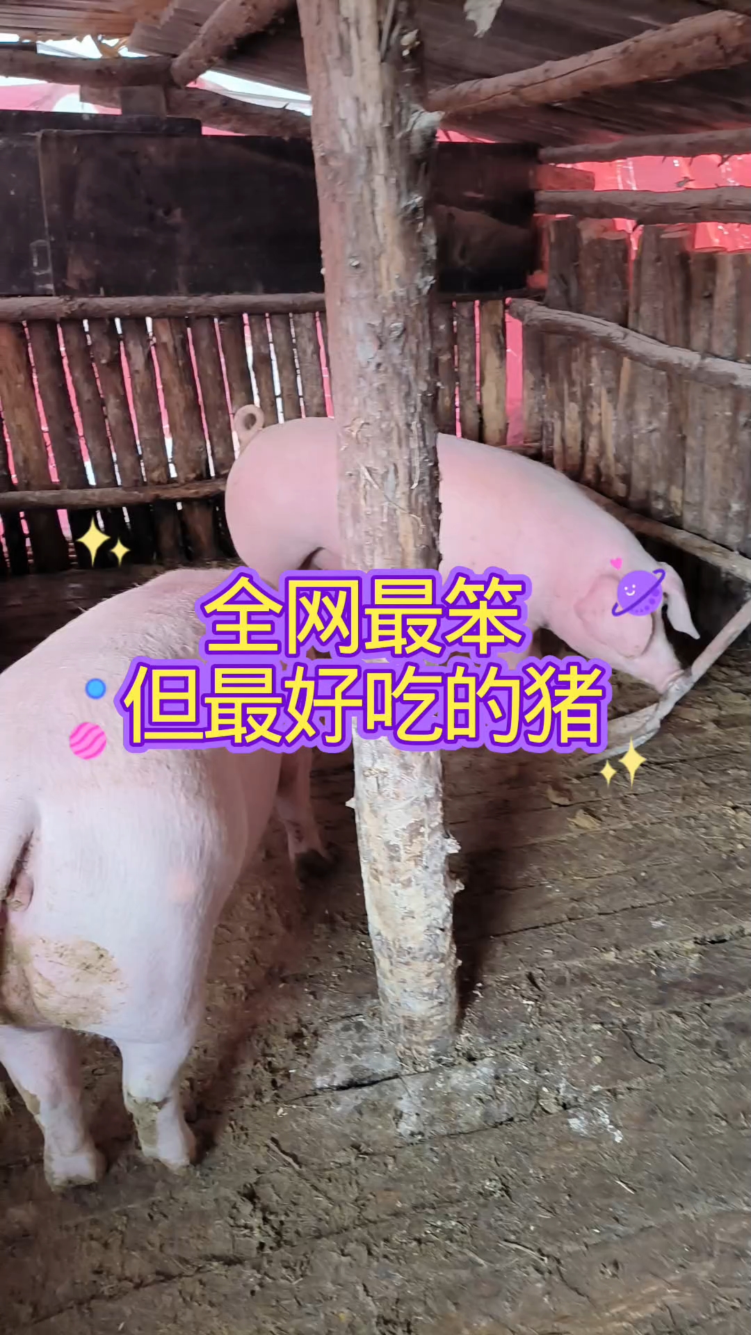 全网最笨但最好吃的猪，二道河子的美味秘密！ #抖音助农扶农