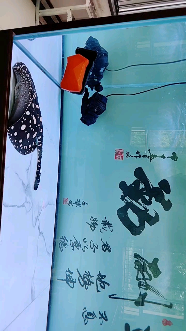 养了六年的金龙和养了半年多的黑白皇冠,期待半年后魟鱼能繁殖