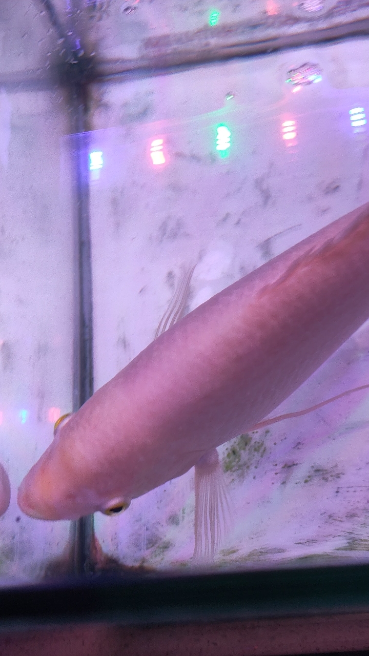 养了半年的长丝鲈鱼,不喜欢吃饲料,就喜欢吃水果,蔬菜