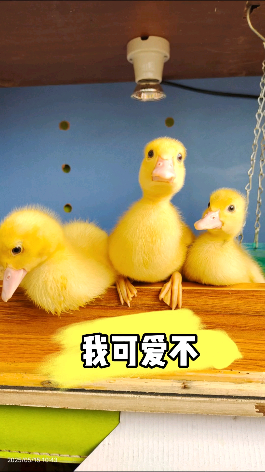 萌萌的小黄鸭  等待开饭中