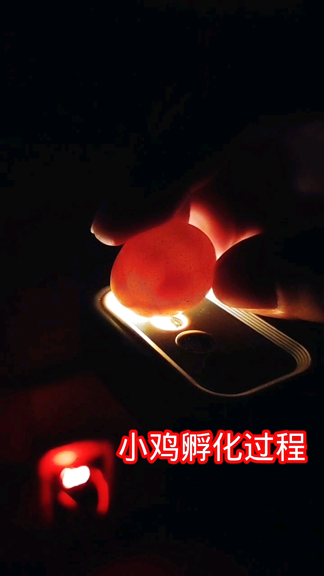 芦丁鸡孵化全过程  一共出了3只小可爱  开启新手养鸡