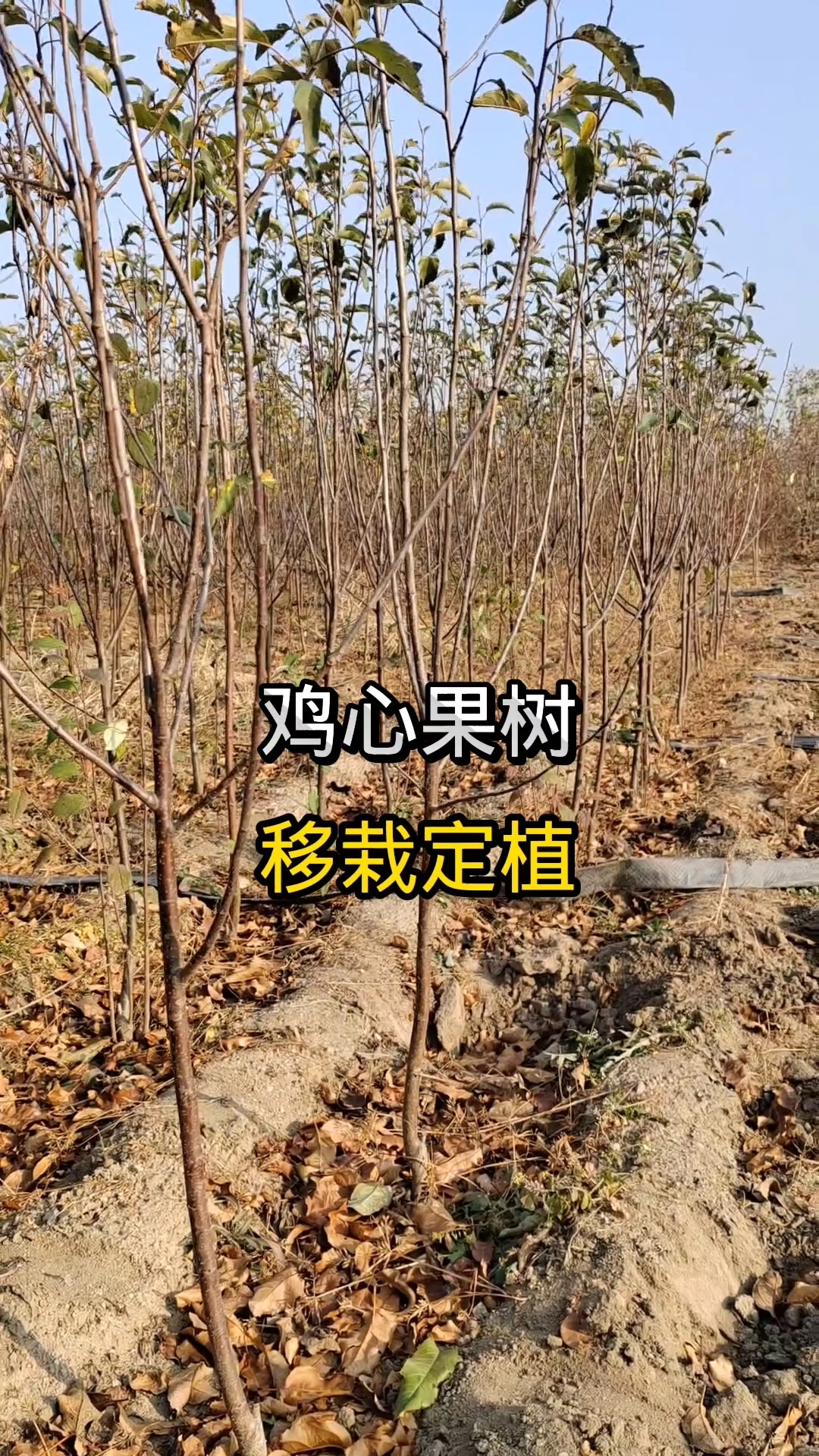 鸡心果小树,移栽定植树