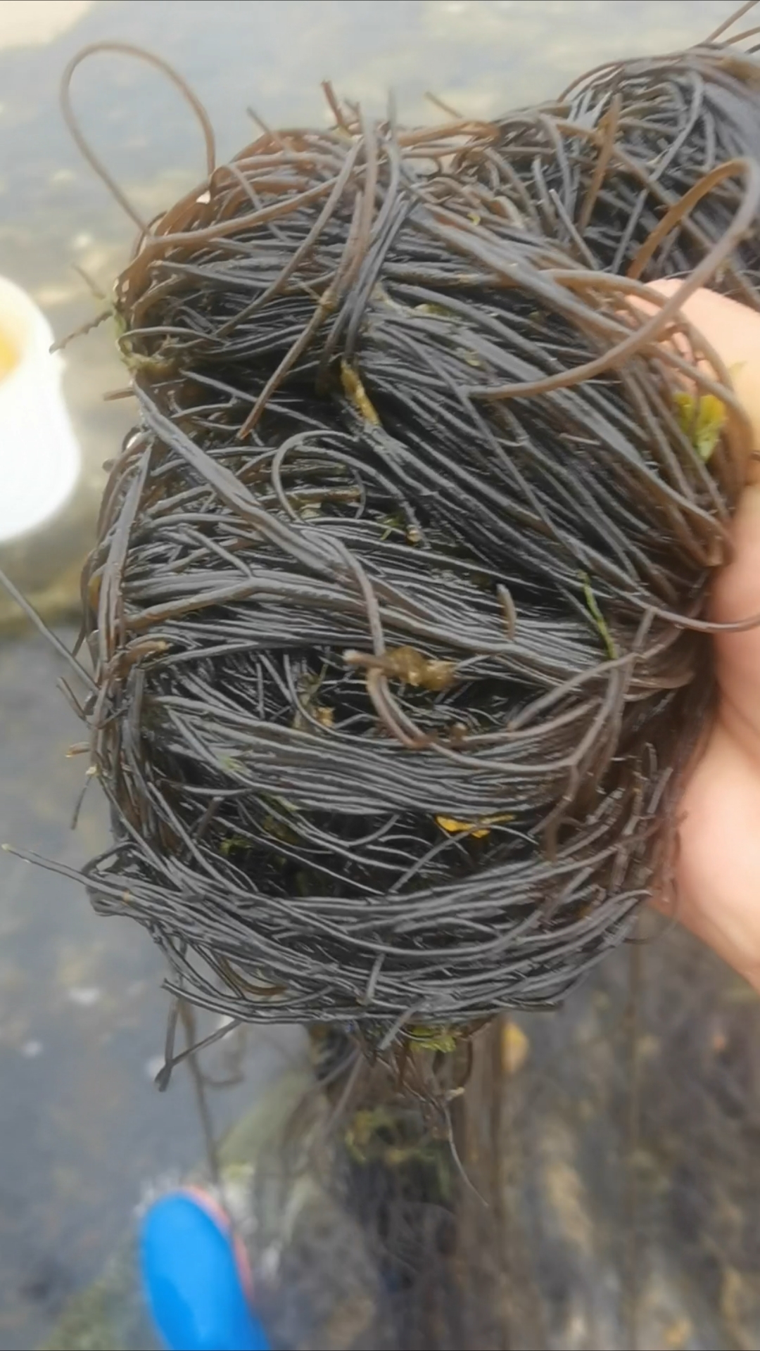 王宝钏为爱挖野菜,我挖野菜因为宅,能省一块是一块