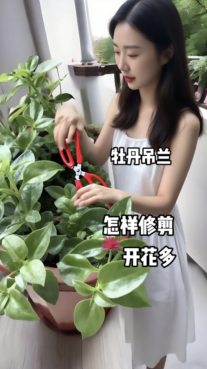 牡丹吊兰爆花秘诀：修剪3要点