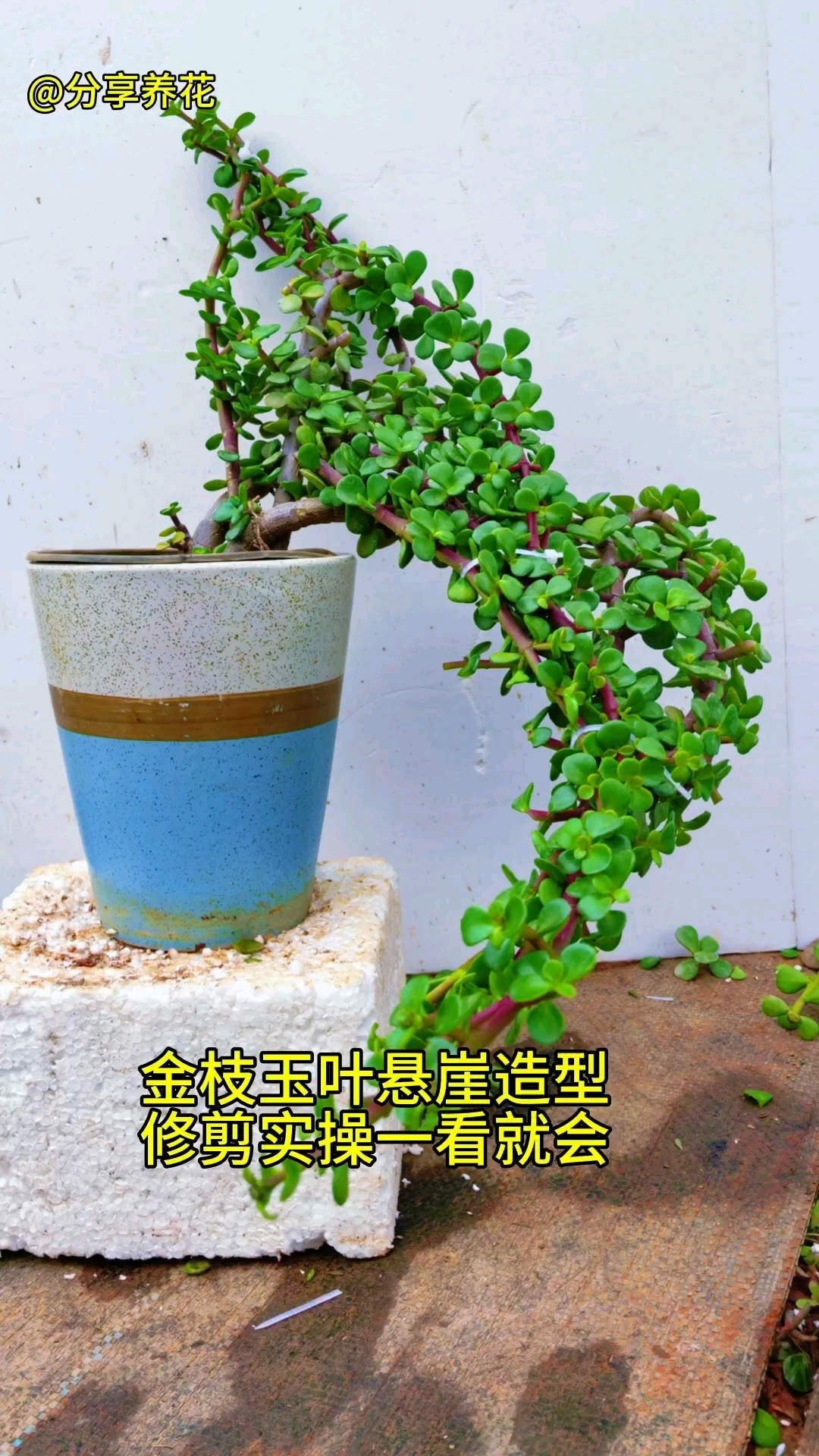 金枝玉叶悬崖式造型,分享给你