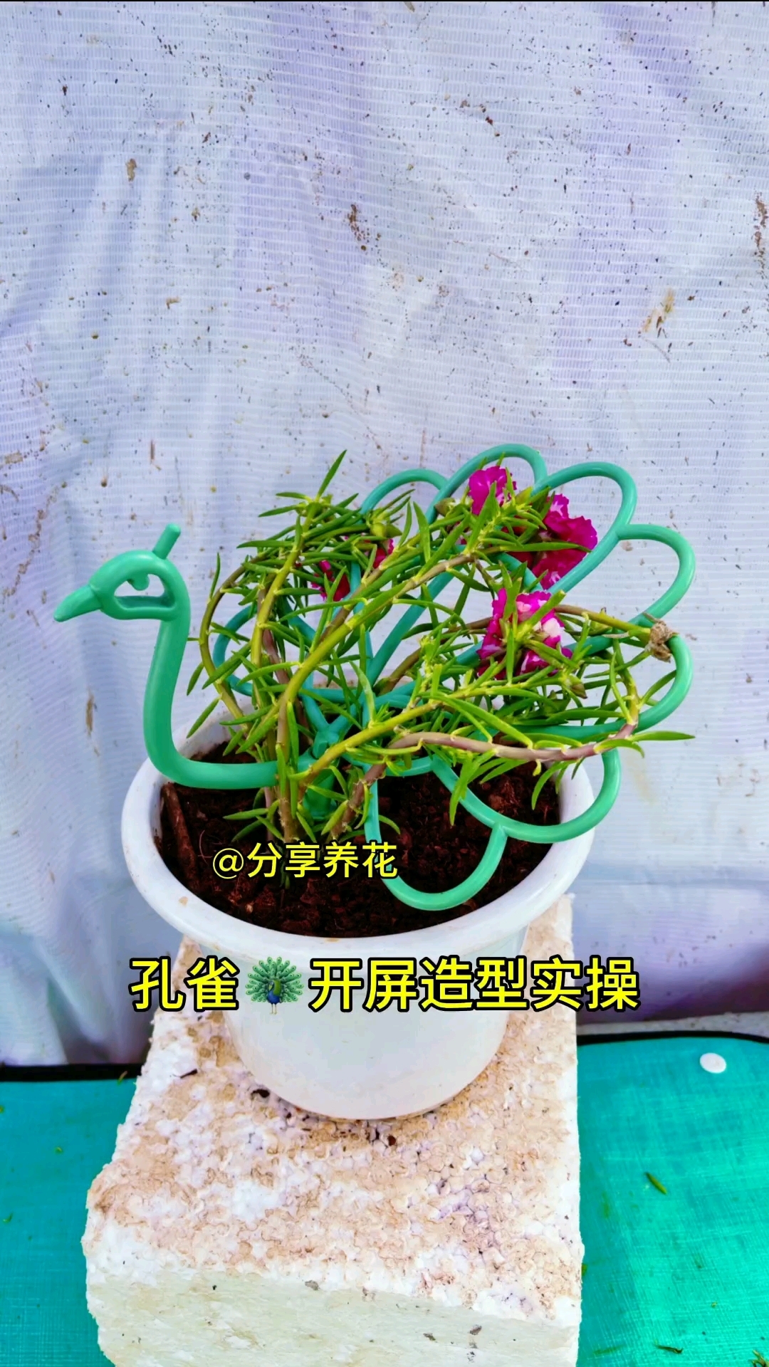 太阳花孔雀开屏造型
