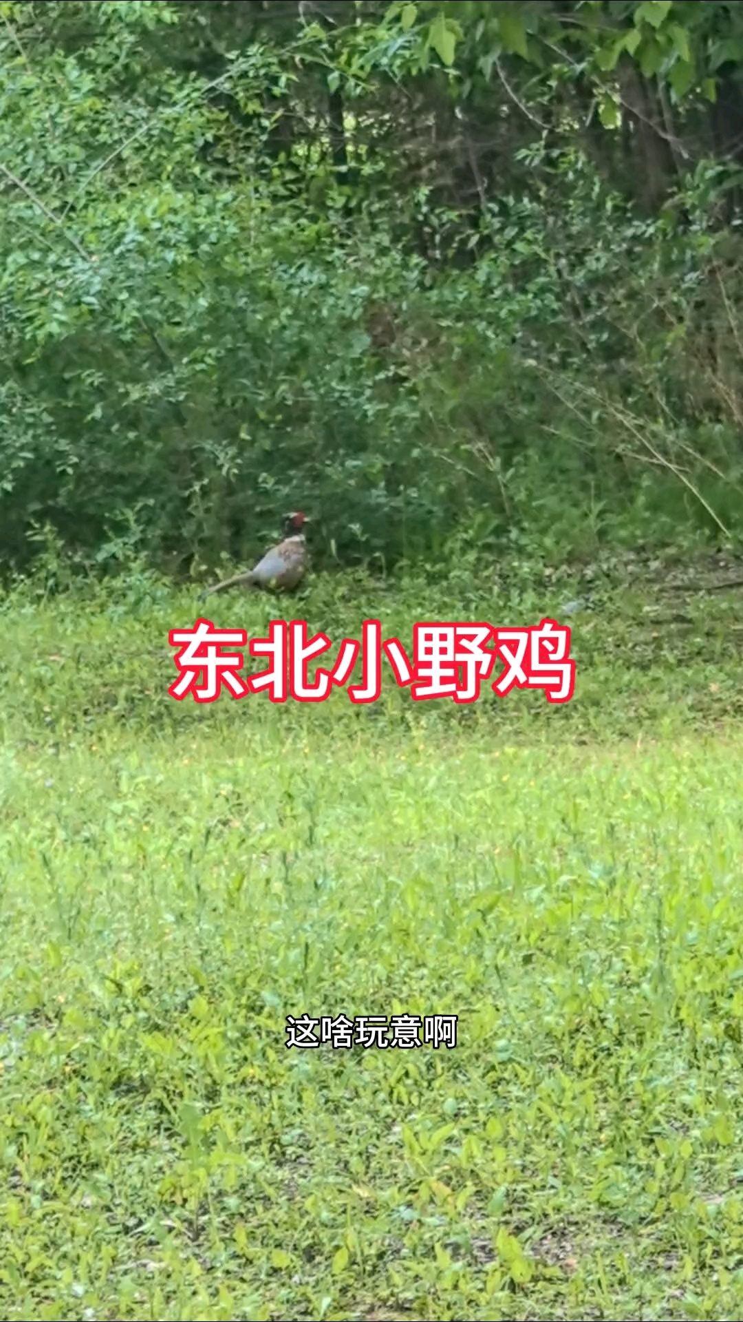 东北小野鸡出现了