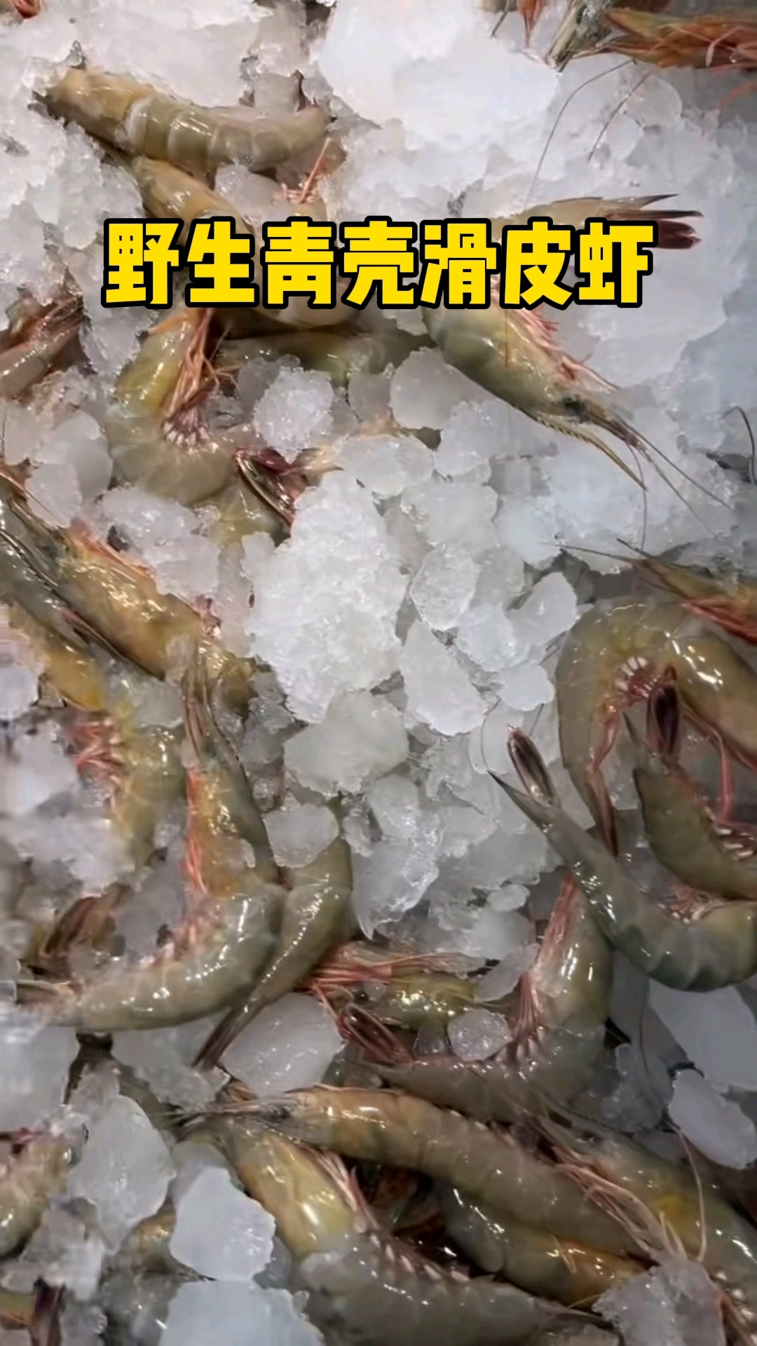 野生青壳滑皮海虾,舟山内港海域特有,头背都是膏个头大