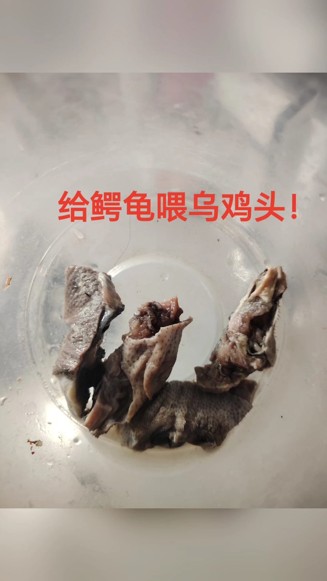 给鳄龟投喂土乌鸡头！ #鳄龟  #杂佛  #养龟日常