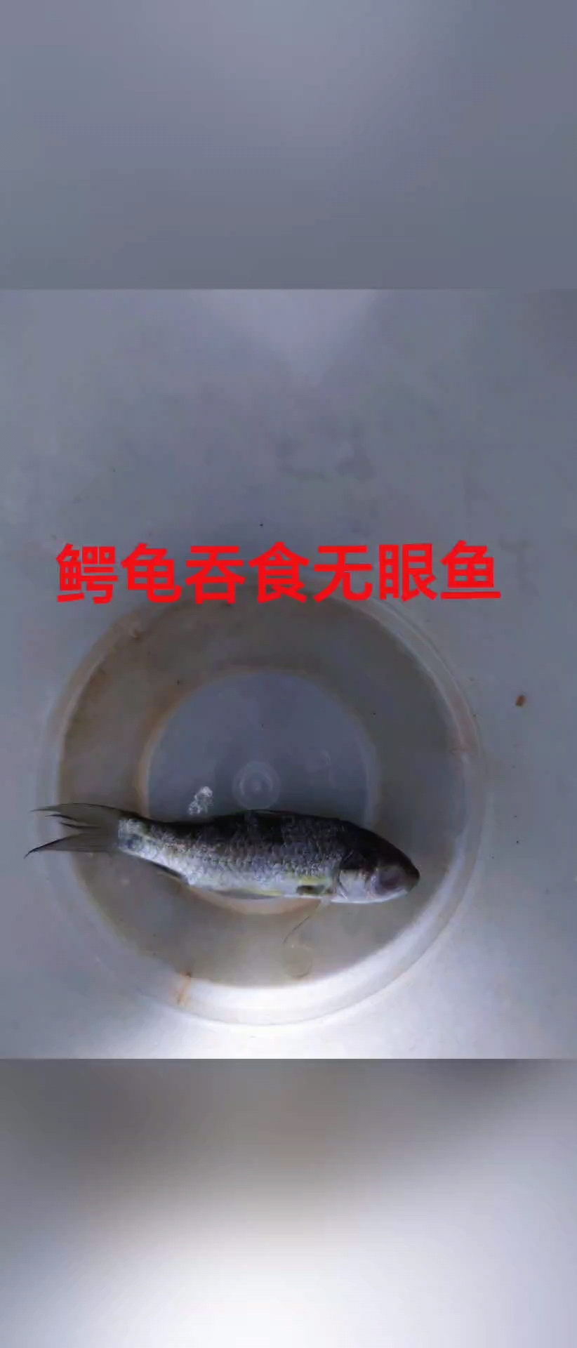鳄龟吞食无眼鱼!#鳄龟 #杂佛 #养龟日常