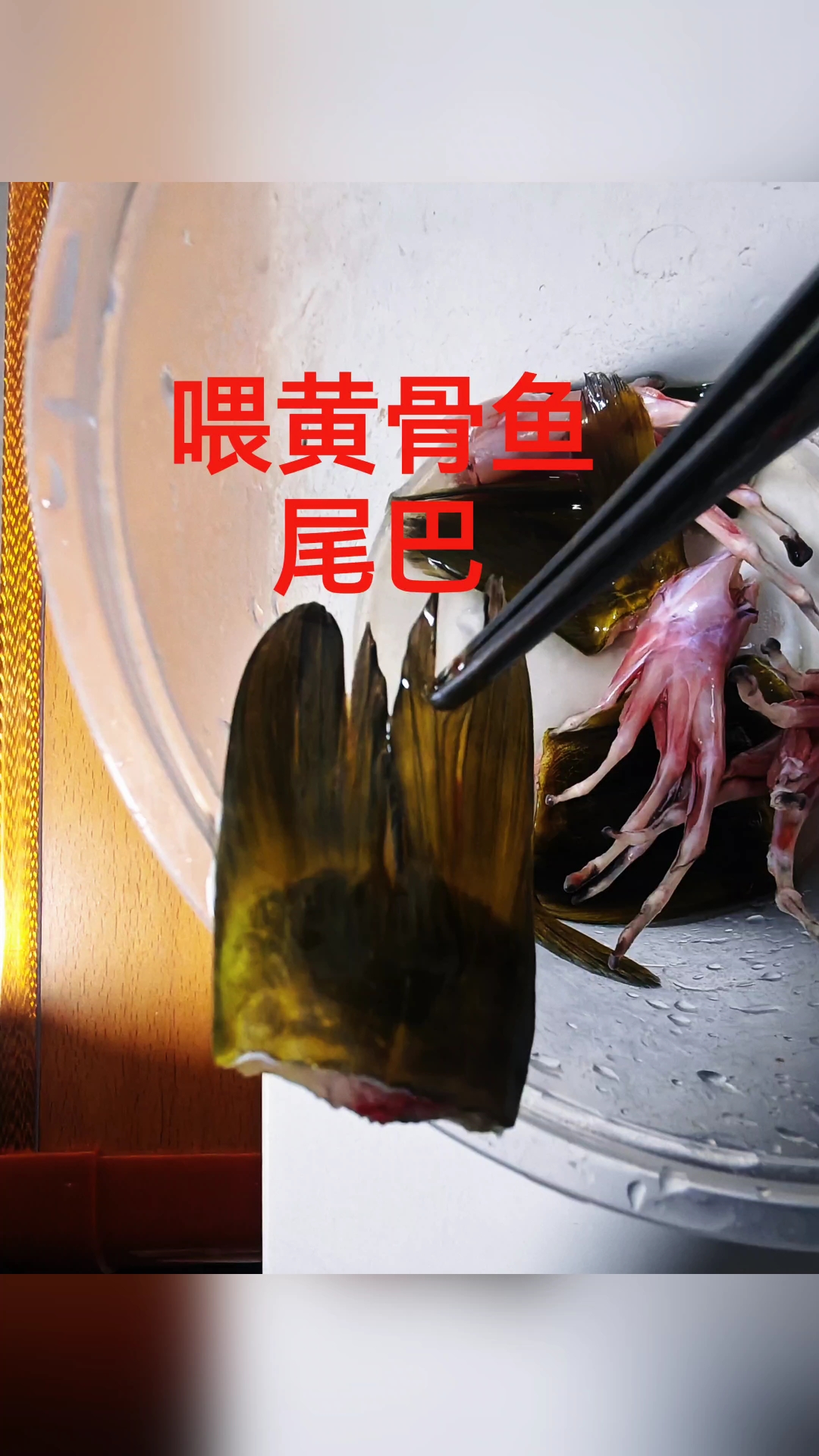 黄骨鱼尾巴喂鳄龟!#鳄龟 #杂佛#养龟日常