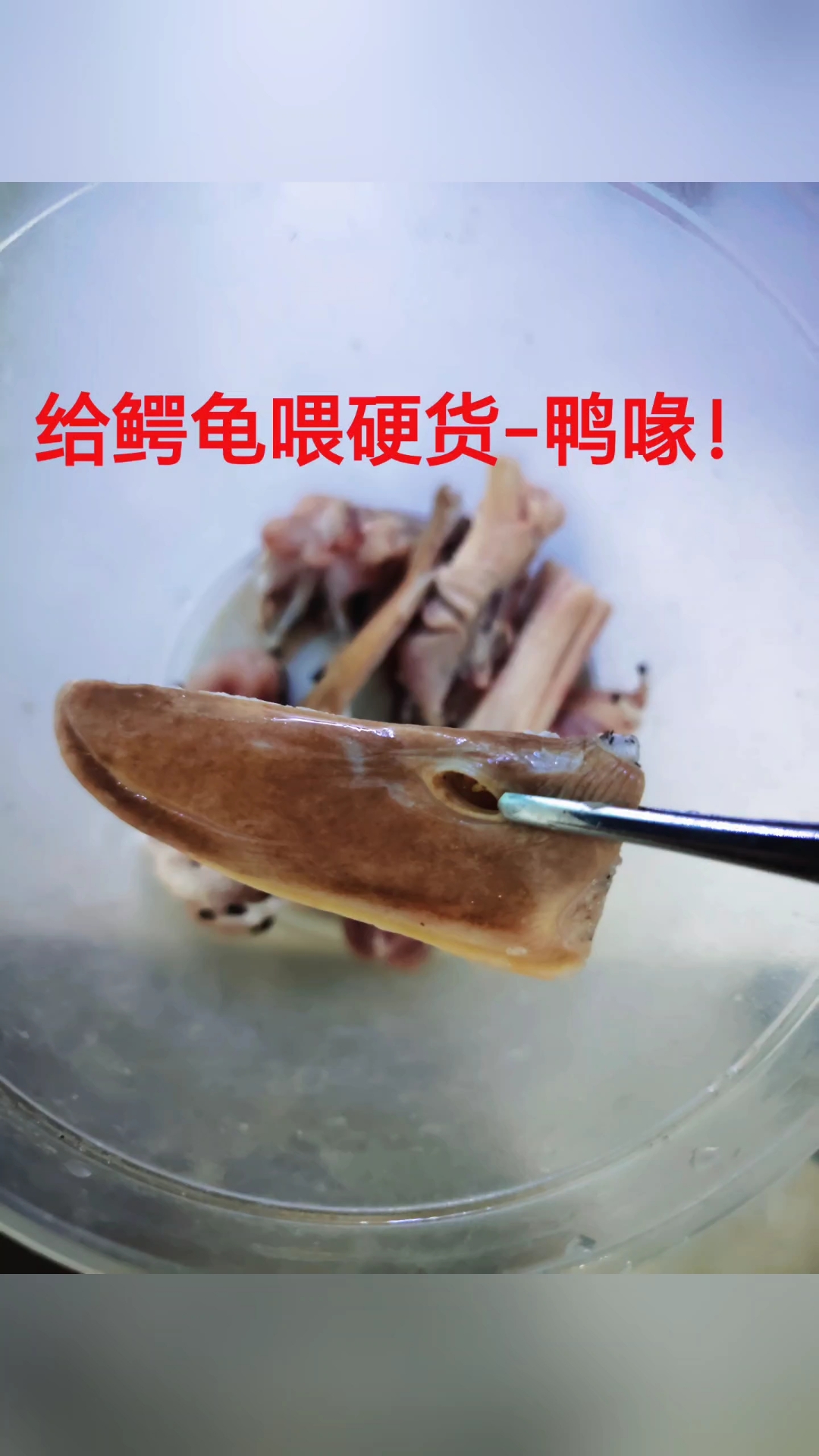 给鳄龟喂硬货-鸭喙！#鳄龟  #杂佛  #养龟日常