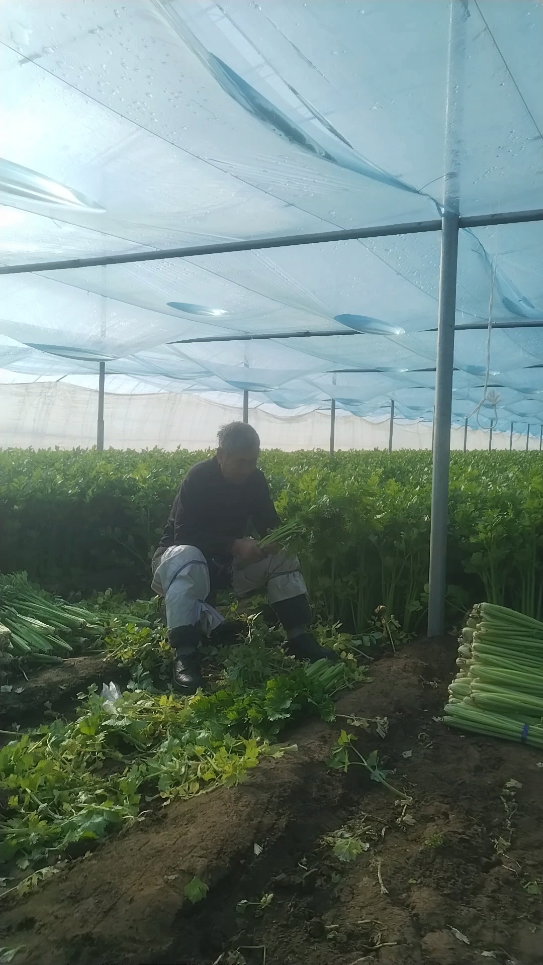 #一亩神#喜豹#三农#芹菜价格