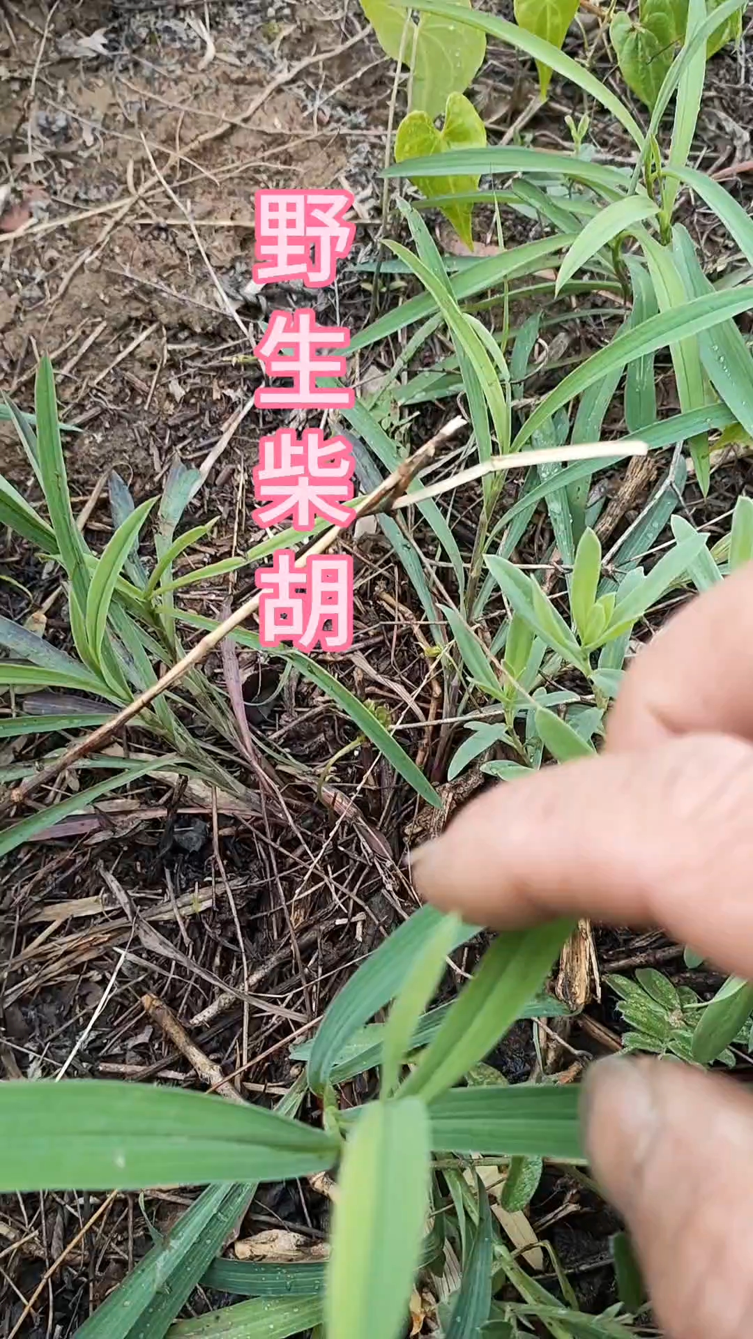 #野生柴胡农村常见小时候在山上放牛,七零后八零后应该都见过。