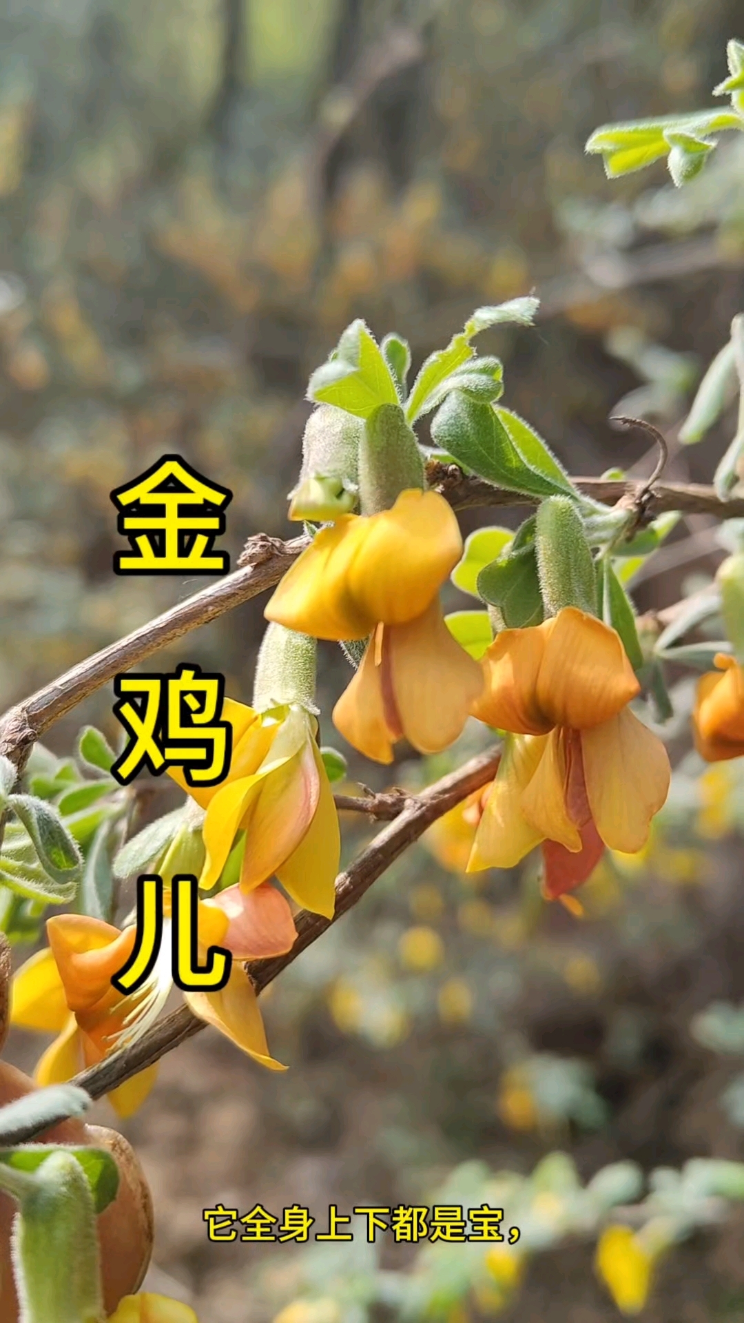 金鸡儿也叫金雀花