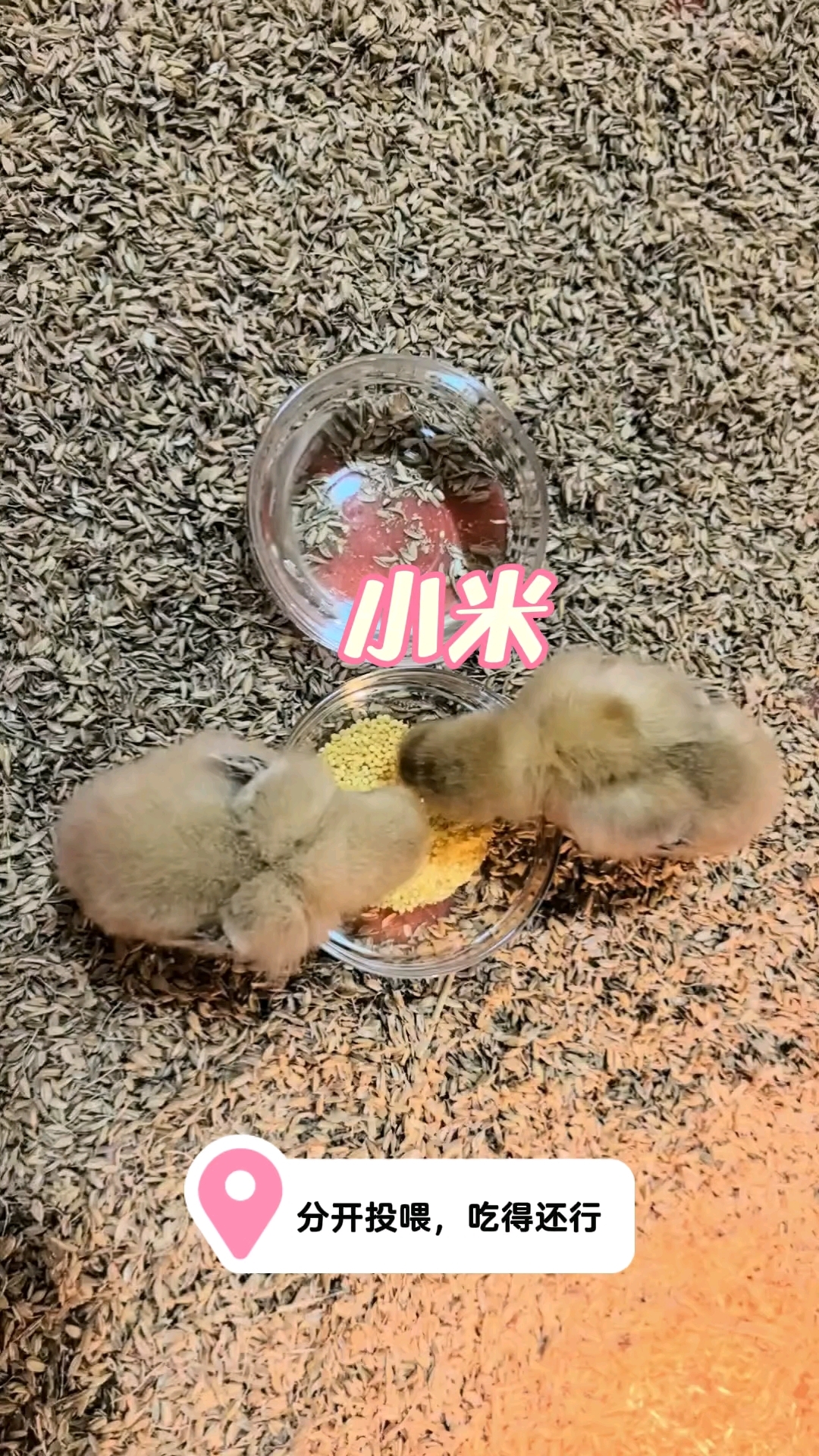 小鸡仔挑食么#城里的小鸡仔