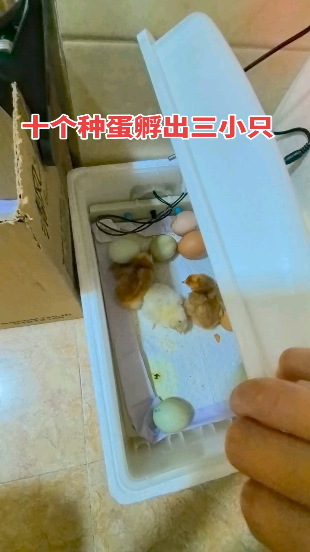 刚好21天,小鸡出壳了。